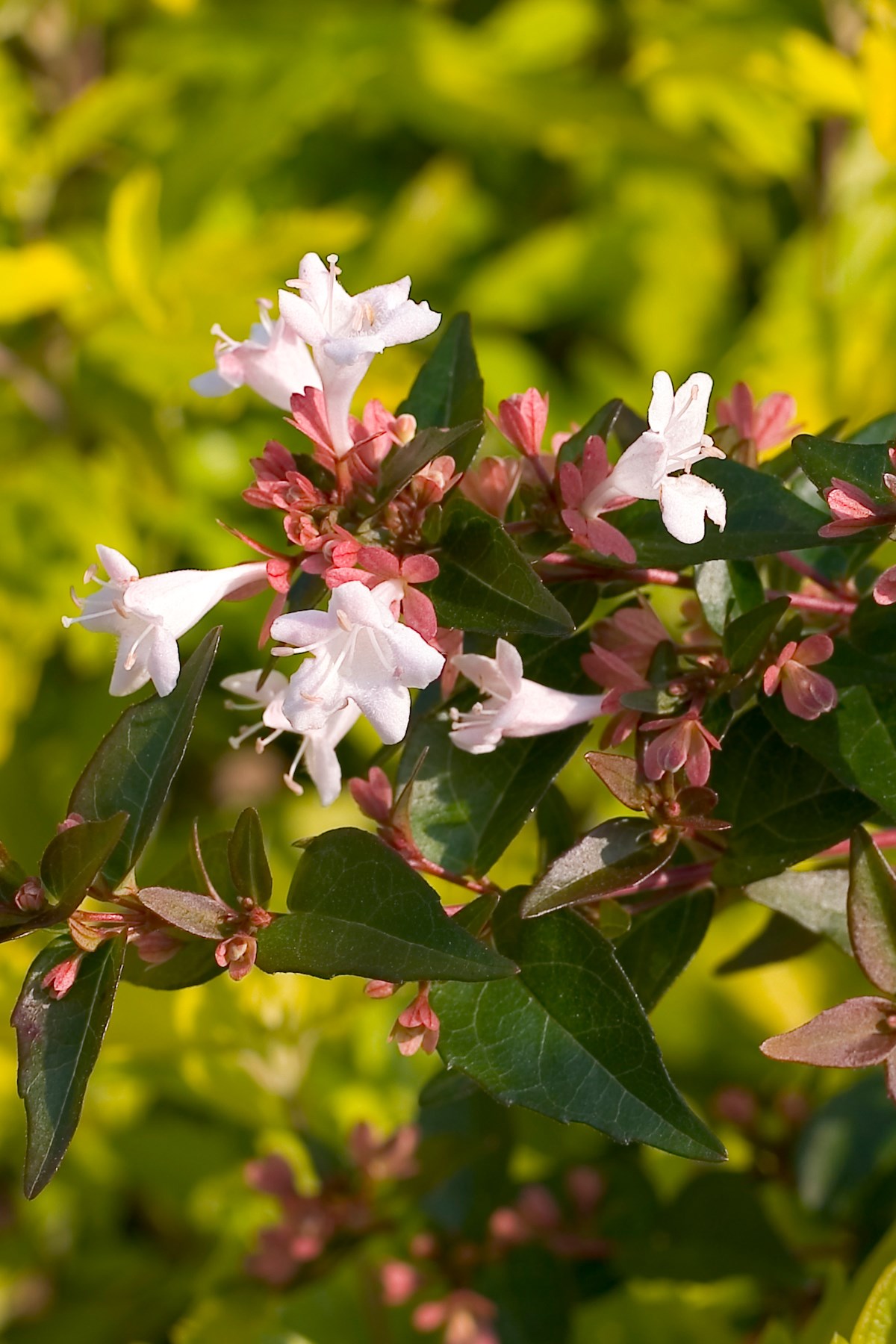 Abelia Ruby Anniversary® Woodies Johnson Nursery